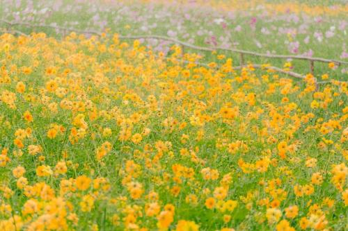 flower field 06